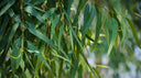 Australian Eucalyptus