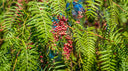 Pink Peppercorn