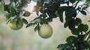 White Grapefruit