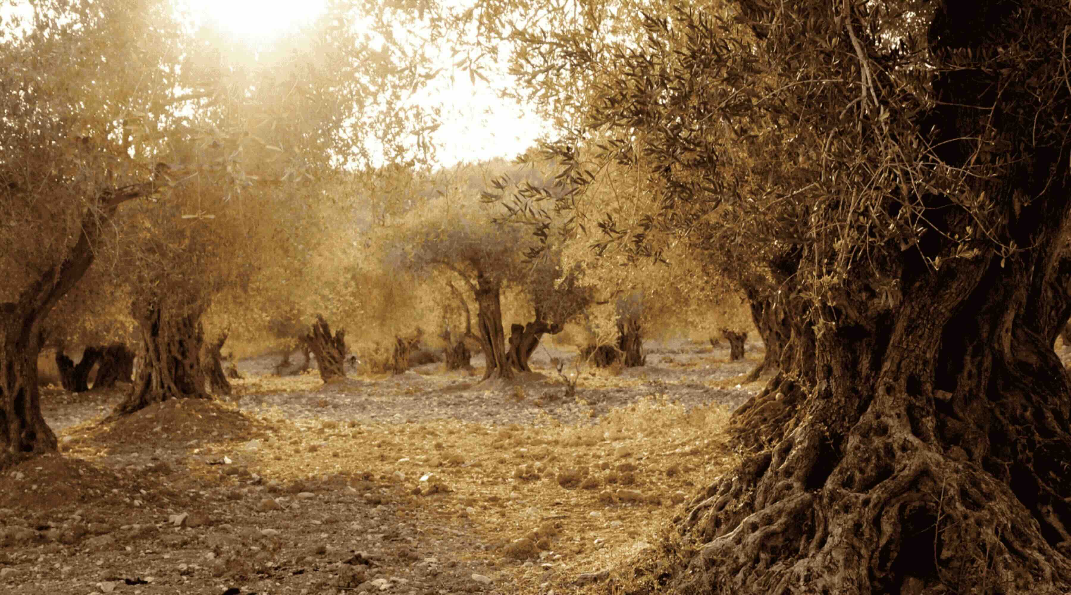 Palestinian Trees The Olive Tree: A Symbol of Peace, Palestinian Identity and Resilience ...
