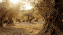 The Olive Tree: A Symbol of Peace, Palestinian Identity and Resilience