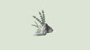 Lavender Essential Oil: Can It Really Help You Sleep Better?