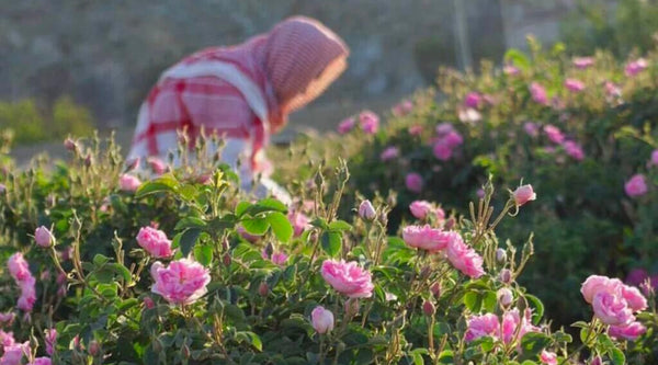 What’s So Special About Taif Rose?